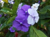 Krukblommor Brunfelsia, Igår-Idag-Imorgon buskar foto, egenskaper lila