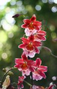 Pokojové květiny Vuylstekeara-Cambria bylinné fotografie, charakteristiky červená