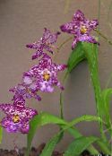 Saksı çiçekleri Vuylstekeara-Cambria otsu bir bitkidir fotoğraf, özellikleri mor