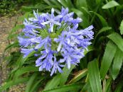 Pot Blomster African Blå Lilje urteaktig plante, Agapanthus umbellatus bilde, kjennetegn lyse blå