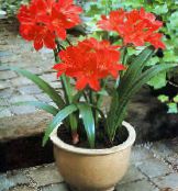 Vallota (Vallota (Cyrtanthus)) Lágyszárú Növény piros, jellemzők, fénykép