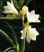 Sisäkukat Vallota ruohokasvi, Vallota (Cyrtanthus) kuva, ominaisuudet valkoinen