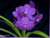 Pottinn blóm Vanda herbaceous planta mynd, einkenni lilac