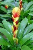 ポットの花 Vriesea 草本植物 フォト, 特性 黄