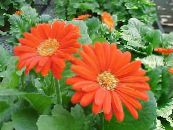 Pot Bloemen Transvaal Daisy kruidachtige plant, Gerbera foto, karakteristieken oranje