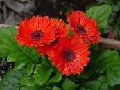 Pot Bloemen Transvaal Daisy kruidachtige plant, Gerbera foto, karakteristieken rood