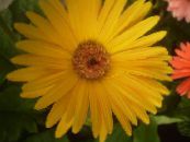 Pokojové květiny Transvaal Daisy bylinné, Gerbera fotografie, charakteristiky žlutý