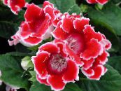 Oală Flori Sinningia (Gloxinia) planta erbacee fotografie, caracteristici roșu