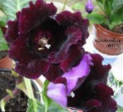 Sobne cvetje Sinningia (Gloxinia) travnate fotografija, značilnosti vino