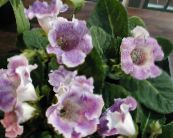 des fleurs en pot Sinningia (Gloxinia) herbeux photo, les caractéristiques lilas