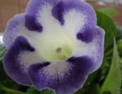 Sinningia (Gloksinya) (Sinningia (Gloxinia)) Otsu Bir Bitkidir açık mavi, özellikleri, fotoğraf