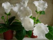 Sobne cvetje Sinningia (Gloxinia) travnate fotografija, značilnosti bela