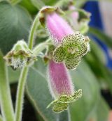 Boom Gloxinia (Kohleria) Kruidachtige Plant lila, karakteristieken, foto
