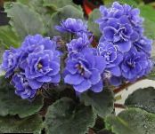 Violet African (Saintpaulia) Planta Erbacee albastru inchis, caracteristici, fotografie