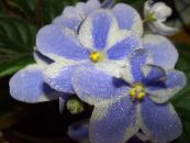 Afrikansk Violet (Saintpaulia) Örtväxter ljusblå, egenskaper, foto