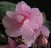 非洲紫罗兰 (Saintpaulia) 草本植物 粉红色, 特点, 照片