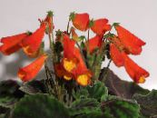 Pote flores Smithiantha planta herbácea foto, características vermelho