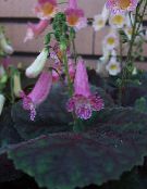 Pote flores Smithiantha planta herbácea foto, características lilás