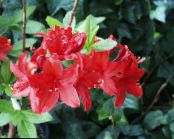 Azaleas, Pinxterbloom (Rhododendron) Runni rauður, einkenni, mynd