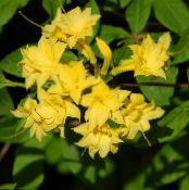 Kodus Lilled Asalead, Pinxterbloom põõsas, Rhododendron foto, omadused kollane