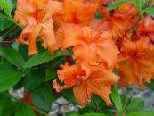 Sobne cvetje Azaleje, Pinxterbloom grmi, Rhododendron fotografija, značilnosti oranžna