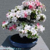 Pottinn blóm Azaleas, Pinxterbloom runni, Rhododendron mynd, einkenni hvítur