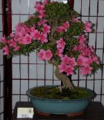Azaleas, Pinxterbloom (Rhododendron) Runni bleikur, einkenni, mynd