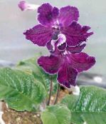 Strep (Streptocarpus) Örtväxter violett, egenskaper, foto