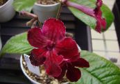 Saksı çiçekleri Strep otsu bir bitkidir, Streptocarpus fotoğraf, özellikleri koyu kırmızı