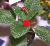 Pot Virágok Episcia lágyszárú növény fénykép, jellemzők piros