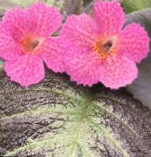 Episcia  Urteaktig Plante rosa, kjennetegn, bilde