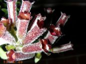 Пакаёвыя кветкі Эсхинантус травяністая, Aeschynanthus фота, характарыстыка бардовы