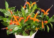Saksı çiçekleri Ruj Tesisi,  otsu bir bitkidir, Aeschynanthus fotoğraf, özellikleri turuncu