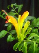 Flores de salón Planta De Lápiz Labial,  herbáceas, Aeschynanthus foto, características amarillo
