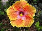 Hibiskus (Hibiscus) Grmi oranžna, značilnosti, fotografija