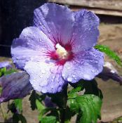 Hibiscus  Struik lila, karakteristieken, foto