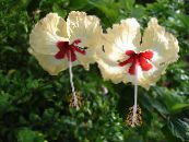 Hibiskus (Chiny Rose) (Hibiscus) Krzaki żółty, charakterystyka, zdjęcie
