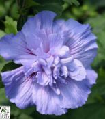 Pot Blomster Hibiscus busk foto, egenskaber lyseblå