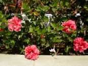 Hibiszkusz (Hibiscus) Cserje rózsaszín, jellemzők, fénykép