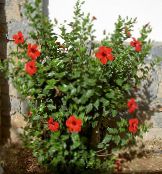 des fleurs en pot Hibiscus des arbustes photo, les caractéristiques rouge