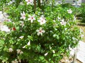 Oală Flori Hibiscus arbust fotografie, caracteristici alb