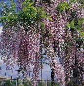盆花 紫藤 藤本植物, Wisteria 照片, 特点 紫丁香