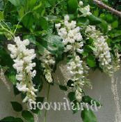 Flores de salón Glicinas liana, Wisteria foto, características blanco