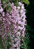 紫藤 (Wisteria) 藤本植物 粉红色, 特点, 照片