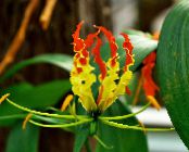 ポットの花 栄光ユリ つる植物, Gloriosa フォト, 特性 黄