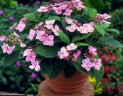 Hortensia, Lacecap (Hydrangea hortensis) Buskar rosa, egenskaper, foto