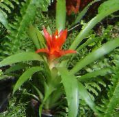 Kambarines gėles Guzmanija žolinis augalas, Guzmania nuotrauka, charakteristikos raudonas