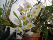 石斛兰花 (Dendrobium) 草本植物 白, 特点, 照片