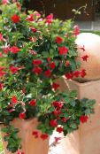 ポットの花 Dipladenia、mandevilla ハンギングプラント フォト, 特性 赤