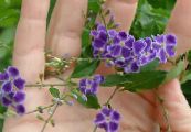 Sobne cvetje Duranta, Medu Kapljice, Golden Dewdrop, Golob Jagodami drevesa fotografija, značilnosti vijolična